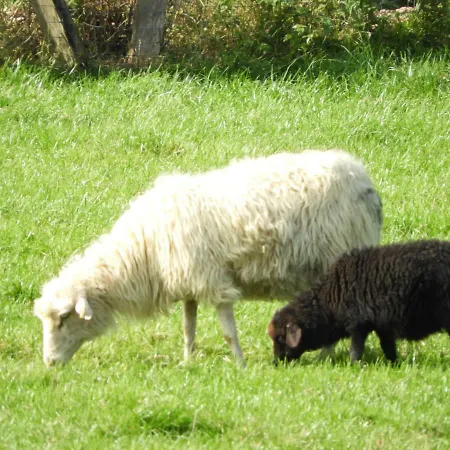 Ferienwohnung Hahnenblick Διαμέρισμα *