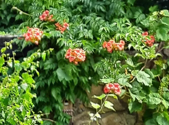 Ferienwohnung Hahnenblick Apartament *