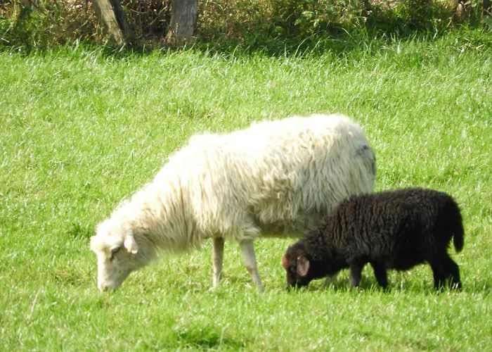 Ferienwohnung Hahnenblick Appartamento *